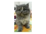 Bal Bebekler - British Longhair