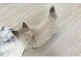 2 AYLIK MAVİ GÖZLÜ BRITISH LONGHAIR - 3