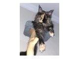 MAİNECOON KEDİLERİM - 2