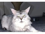 MAİNECOON KEDİLERİM - 1
