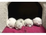 Yeni doğan bebeler sahiplerini bekliyor - British Shorthair