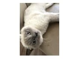 Kedi sahiplendirme - 2