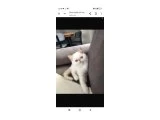 Uyguna Show kalite ırk garantili bebeklerimiz - Exotic Shorthair - Bursa
