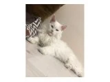 MAİNECOON KEDİLERİM - 3