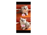British-shorthair scottish-fold yavrular - 2