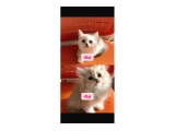 British-shorthair scottish-fold yavrular - 1