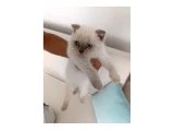 Çok Uyguna Vericem 2 Aylık Scottish Fold - 2