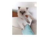 Çok Uyguna Vericem 2 Aylık Scottish Fold - 1