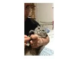 3 YAŞINDA UYSAL SCOTTISH KEDİ - 1