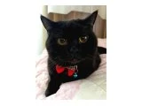 Acil üzülerek sevdiğimiz kedi sahiplendirmek için ev ariyoruz - 4