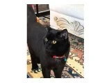 Acil üzülerek sevdiğimiz kedi sahiplendirmek için ev ariyoruz - 3