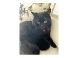 Acil üzülerek sevdiğimiz kedi sahiplendirmek için ev ariyoruz - British Shorthair - Ankara