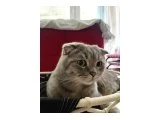 3 YAŞINDA UYSAL SCOTTISH KEDİ - 2