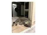 3 YAŞINDA UYSAL SCOTTISH KEDİ - 3
