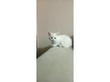 2 aylık British Shorthair - 1