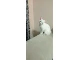 2 aylık British Shorthair - 2