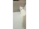 2 aylık British Shorthair - 3