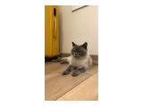 Hamile kızımıza acil ömürlük yuva arıyoruz (ÜCRETSİZ) - British Shorthair