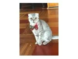 Acil yuva aranıyor - Scottish Fold
