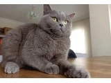 biritish dişi uysal - British Shorthair - Ankara