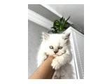 Irk ve sağlık garantili yavrular - British Shorthair - Bursa