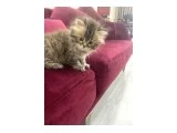 Gri uzun tüylü boncuk gözlü brhitish longhair - 3