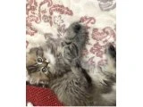 Gri uzun tüylü boncuk gözlü brhitish longhair - 2