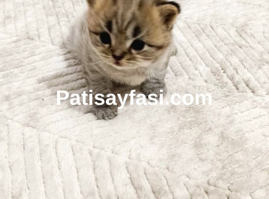 2 aylık yavrumuzu sahiplendiriyoruz iletişim için arayınız 