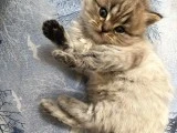 2 aylık yavrumuzu sahiplendiriyoruz iletişim için arayınız 