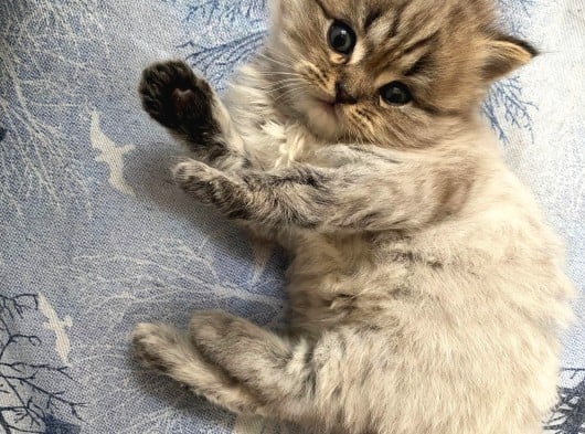 2 aylık yavrumuzu sahiplendiriyoruz iletişim için arayınız 