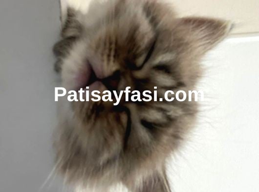 2 aylık yavrumuzu sahiplendiriyoruz iletişim için arayınız 