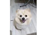 Ev köpeği - 2