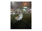 Ev köpeği - Köpek