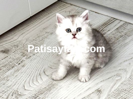 Gözalıcı miniklerim ömürlük yuvalarına hazır