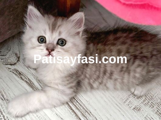 Gözalıcı miniklerim ömürlük yuvalarına hazır