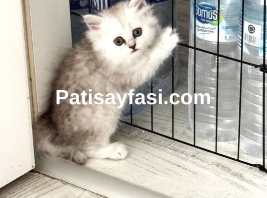 Gözalıcı miniklerim ömürlük yuvalarına hazır