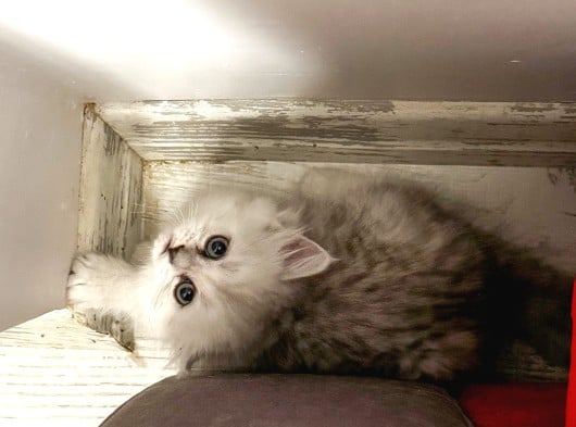 Gözalıcı miniklerim ömürlük yuvalarına hazır