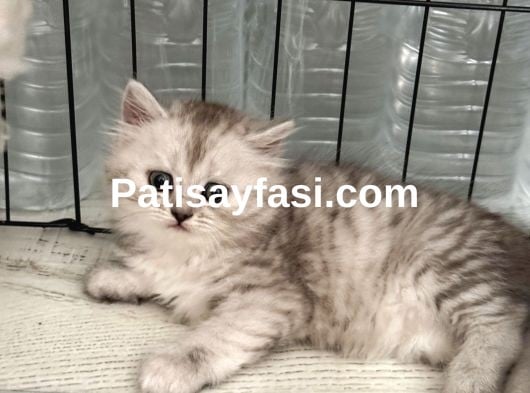 Gözalıcı miniklerim ömürlük yuvalarına hazır