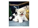 Safkan Kore Pomeranıan Boo Yavrularımız - Pomeranian Boo