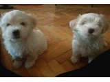 Maltese terrier & maltipo birbirinden tatlı yavuları 3 dişi 1 erkek - Köpek - Ankara