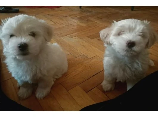 Maltese terrier & maltipo birbirinden tatlı  yavuları 3 dişi 1 erkek