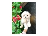 ORJİNAL MALTESE - 2