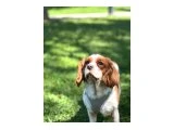 4 Yaşında Dişi King Charles Köpeğimiz Yuva Arıyor! - 2