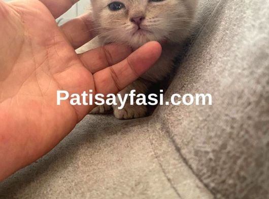 TOP KAFA GRİ SCOTTİSH FOLD VE SİLVER BRİTİSH SHORTHAİR