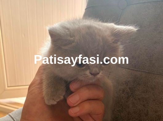 TOP KAFA GRİ SCOTTİSH FOLD VE SİLVER BRİTİSH SHORTHAİR