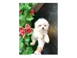 ORJİNAL MALTESE - 3