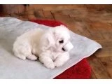 Maltese terrier & maltipo birbirinden tatlı  yavuları 3 dişi 1 erkek - 3