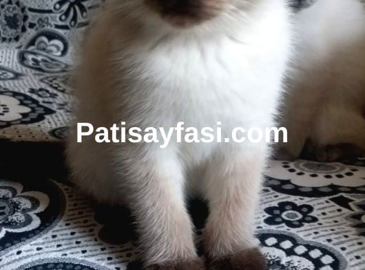 Scottish Straight Blue Point ve Chocolatte Point Yavrular