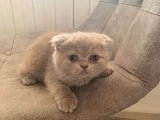 TOP KAFA GRİ SCOTTİSH FOLD VE SİLVER BRİTİSH SHORTHAİR - 1