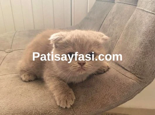 TOP KAFA GRİ SCOTTİSH FOLD VE SİLVER BRİTİSH SHORTHAİR